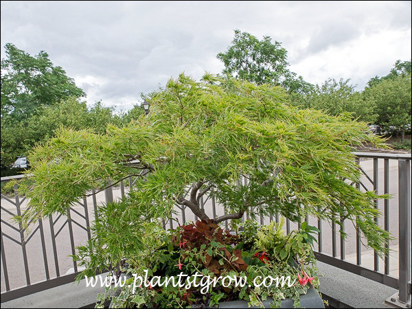A nicely grown plant in a large container.